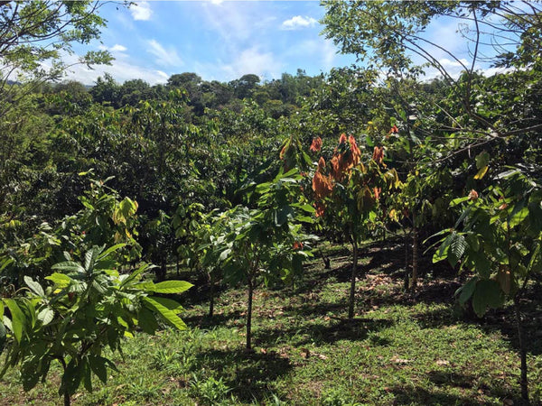 Is Your Chocolate Ethical? What Bean-to-Bar Means for Farmers and the Planet