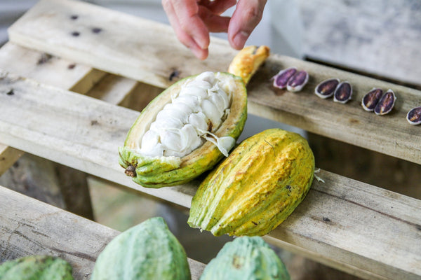 Discover what bean-to-bar chocolate really means, why it tastes so different, and how Fossa Chocolate is making it available across Australia through S&L Imports.