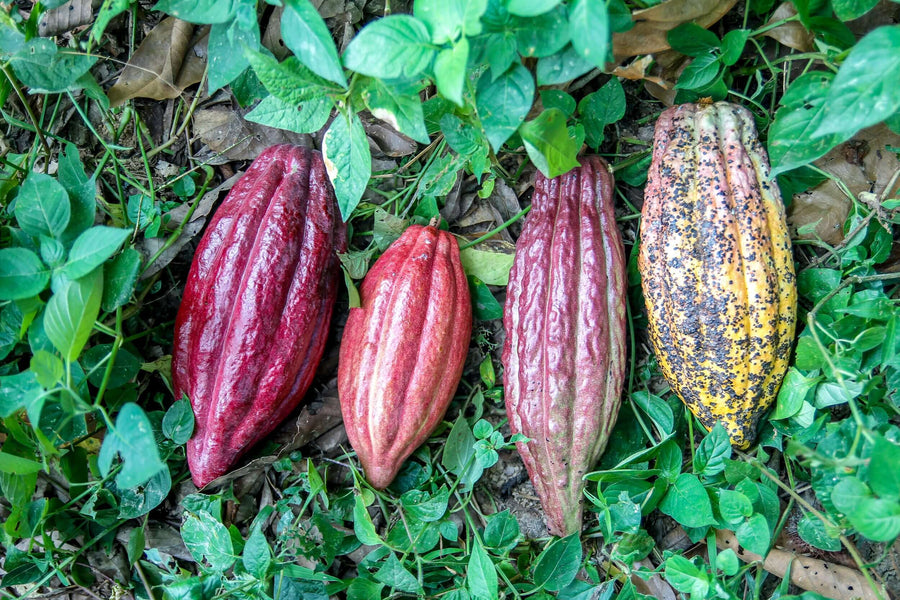 Malaysia - Semai Community 72% Dark