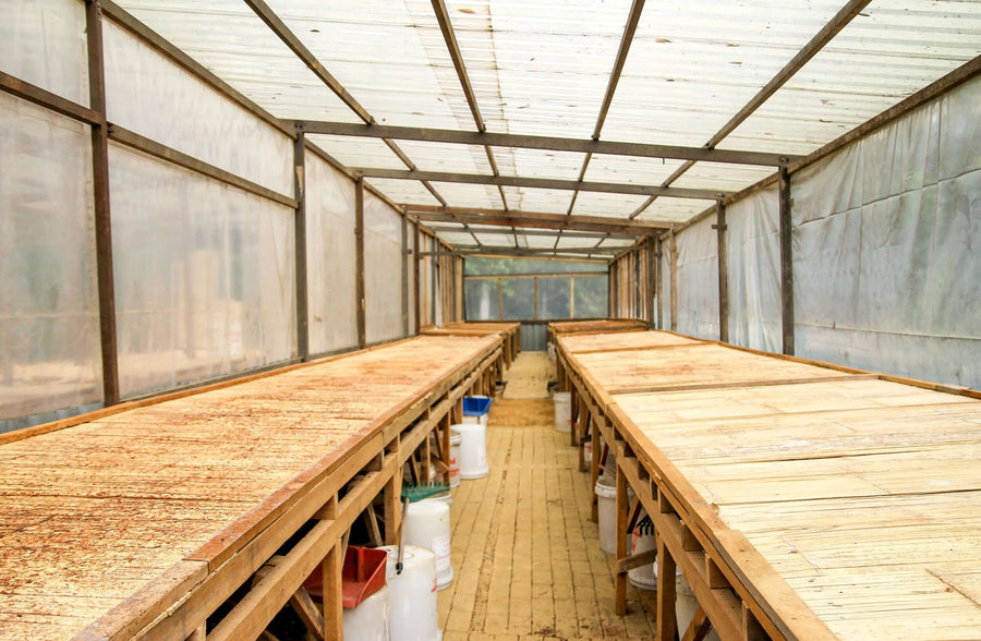 Malaysia - Semai Community 72% Dark